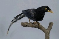 臺灣藍鵲藏品圖，第5張